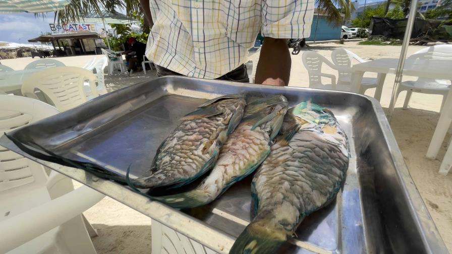 Negocios de Boca Chica siguen ofreciendo pez loro pese a la veda Negocios de Boca Chica siguen ofreciendo pez loro pese a la veda