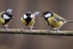 Así "se divorcian" las aves antes de la época reproductiva