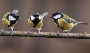 Los episodios de calor extremo, principal amenaza para las aves