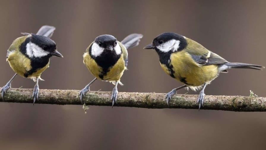 Así "se divorcian" las aves antes de la época reproductiva