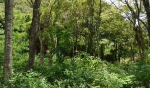 Los bosques tropicales han demostrado una gran resiliencia ante las sequías