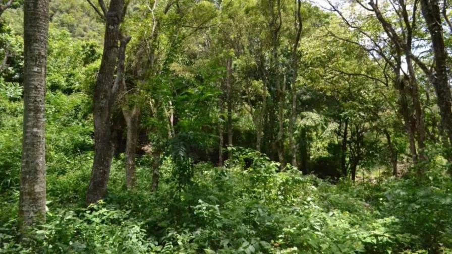 Los bosques tropicales han demostrado una gran resiliencia ante las sequías Los bosques tropicales han demostrado una gran resiliencia ante las sequías