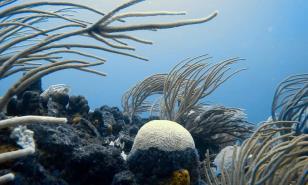 Blanqueamiento masivo arrasa los corales del Caribe y la ayuda no llega