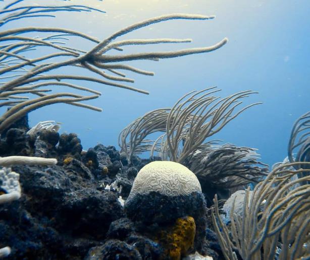 Blanqueamiento masivo arrasa los corales del Caribe y la ayuda no llega