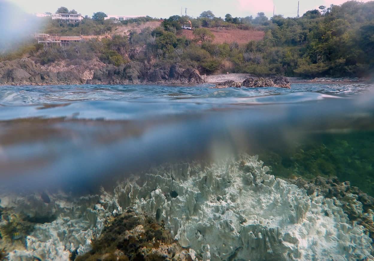 En septiembre pasado, el coral se blanqueó gravemente cerca de Secret Harbor, frente a la costa de St. Thomas, en las Islas Vírgenes Estadounidenses.