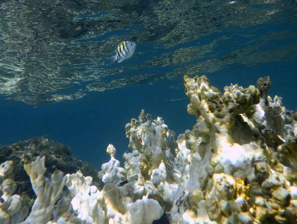 Un pez nada cerca de la superficie del agua y sobre un coral blanqueado en Secret Harbor, St. Thomas, en las Islas Vírgenes de Estadounidenses.