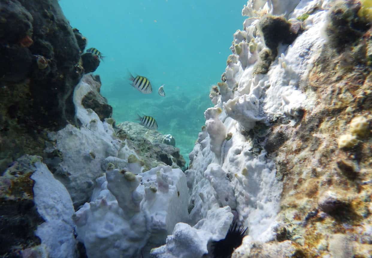 Coral en la zona de Secret Harbor, frente a la costa de St. Thomas, en las Islas Vírgenes Estadounidenses.