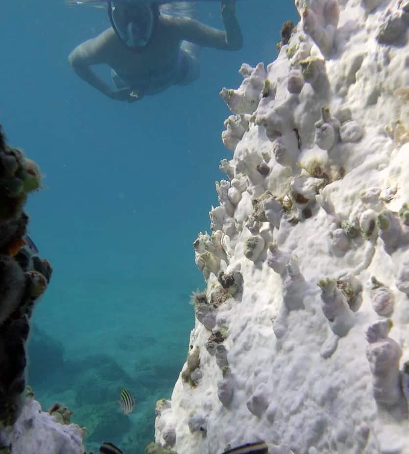 En septiembre pasado, el coral se blanqueó gravemente cerca de Secret Harbor, frente a la costa de St. Thomas, en las Islas Vírgenes Estadounidenses.