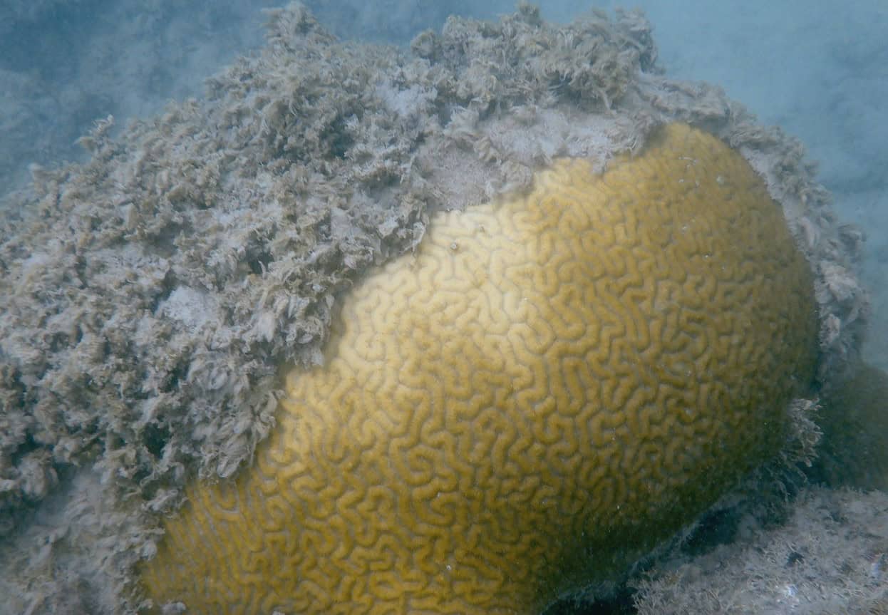 Las algas crecen en exceso sobre un coral cerebro cerca del arrecife protegido en Isla Verde, Puerto Rico.