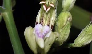 Descubren 21 nuevas especies de plantas en Perú, más de la mitad en reservas naturales