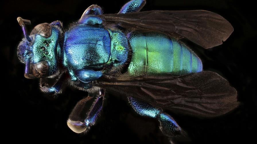Descubren doce nuevas especies de abejas de orquídeas en Ecuador y Brasil