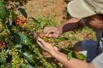 ¿Puede la República Dominicana beneficiarse de los aranceles del 50 % a Brasil sobre el café?