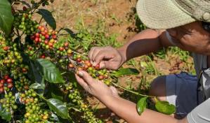 ¿Puede la República Dominicana beneficiarse de los aranceles del 50 % a Brasil sobre el café?