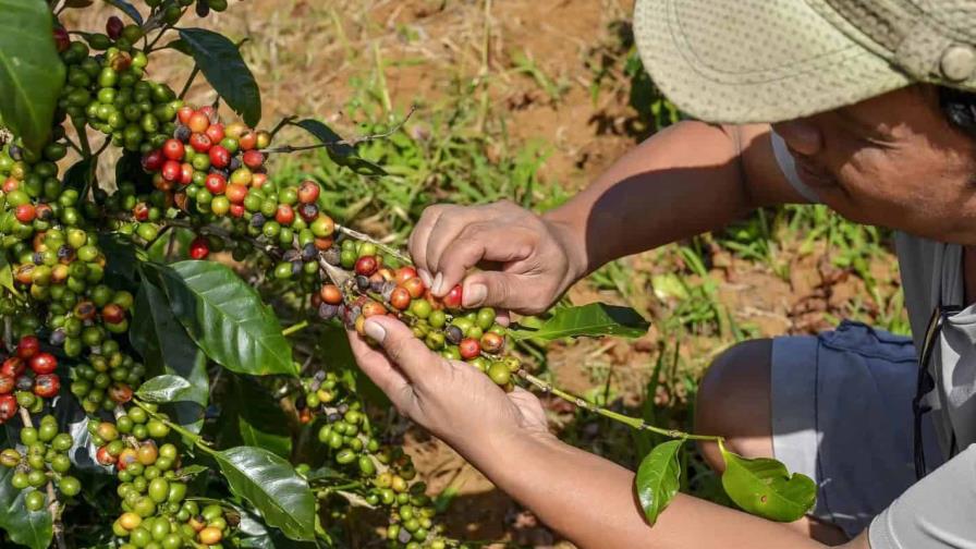 ¿Puede la República Dominicana beneficiarse de los aranceles del 50 % a Brasil sobre el café?