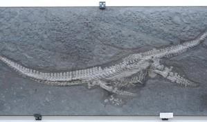 Descubren una nueva especie de reptil marino en los yacimientos del Jurásico alemán