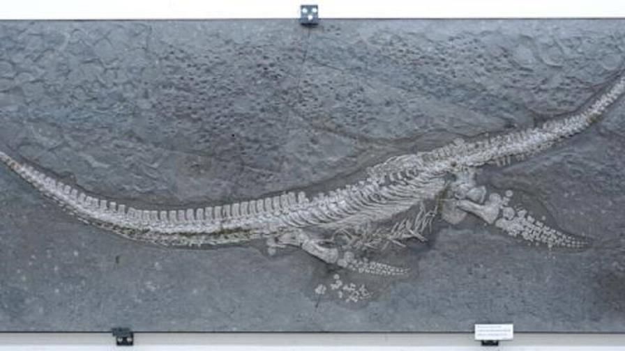 Descubren una nueva especie de reptil marino en los yacimientos del Jurásico alemán