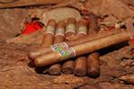 El tabaco dominicano vive su mejor momento con cifras récord de exportaciones El tabaco dominicano vive su mejor momento con cifras récord de exportaciones