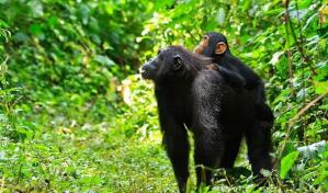 Los chimpancés aprenden a comunicarse a través de sus madres