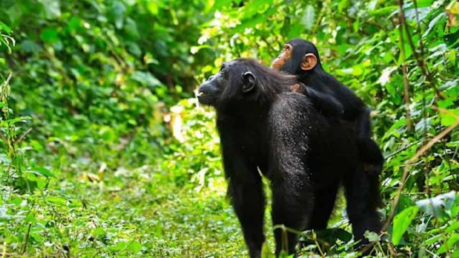 Los chimpancés aprenden a comunicarse a través de sus madres