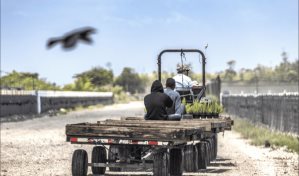 Trump reconoce que los trabajadores migrantes que expulsa son difíciles de reemplazar