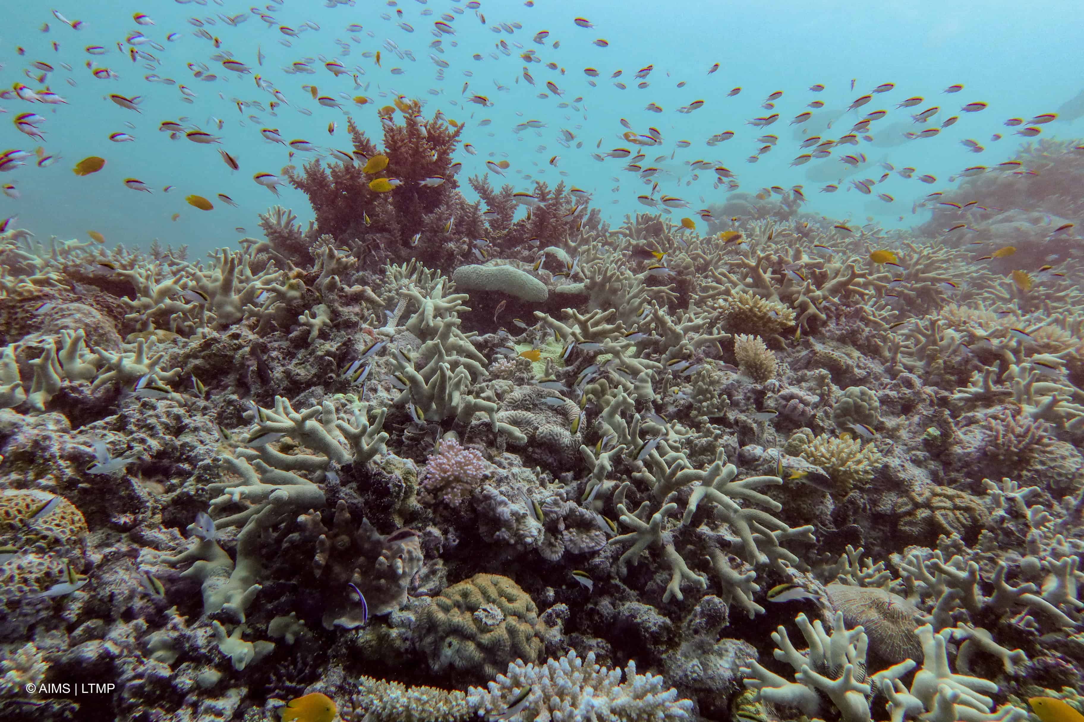 La Gran Barrera, Patrimonio de la Humanidad desde 1981 y que estuvo a punto de ser incluida en varias oportunidades en la lista negra de Patrimonio en peligro por su deterioro, es hogar de 400 tipos de coral, 1,500 especies de peces y 4,000 variedades de moluscos