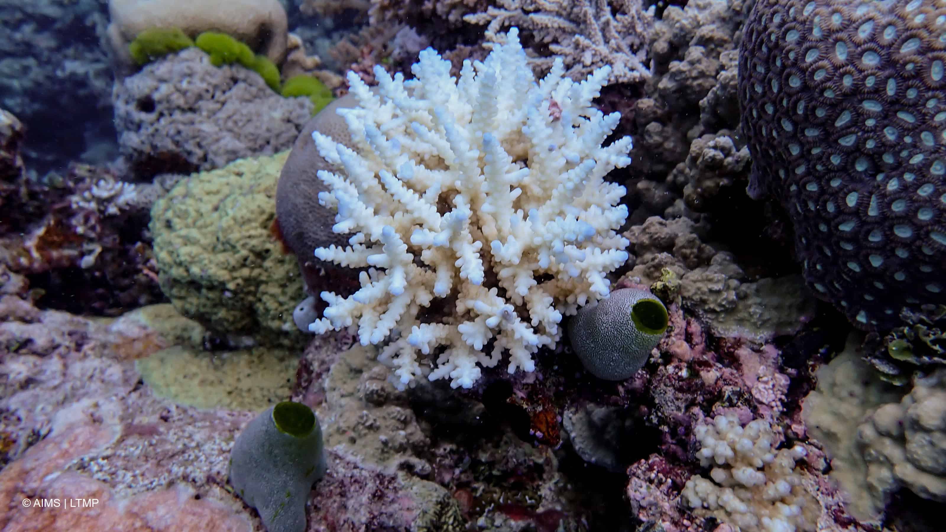 La Gran Barrera, Patrimonio de la Humanidad desde 1981 y que estuvo a punto de ser incluida en varias oportunidades en la lista negra de Patrimonio en peligro por su deterioro, es hogar de 400 tipos de coral, 1,500 especies de peces y 4,000 variedades de moluscos