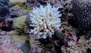 La Gran Barrera de Coral sufre su mayor declive coralino desde que hay registros