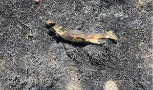 Un pez que cae del cielo causa un incendio en Canadá