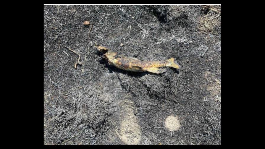 Un pez que cae del cielo causa un incendio en Canadá Un pez que cae del cielo causa un incendio en Canadá