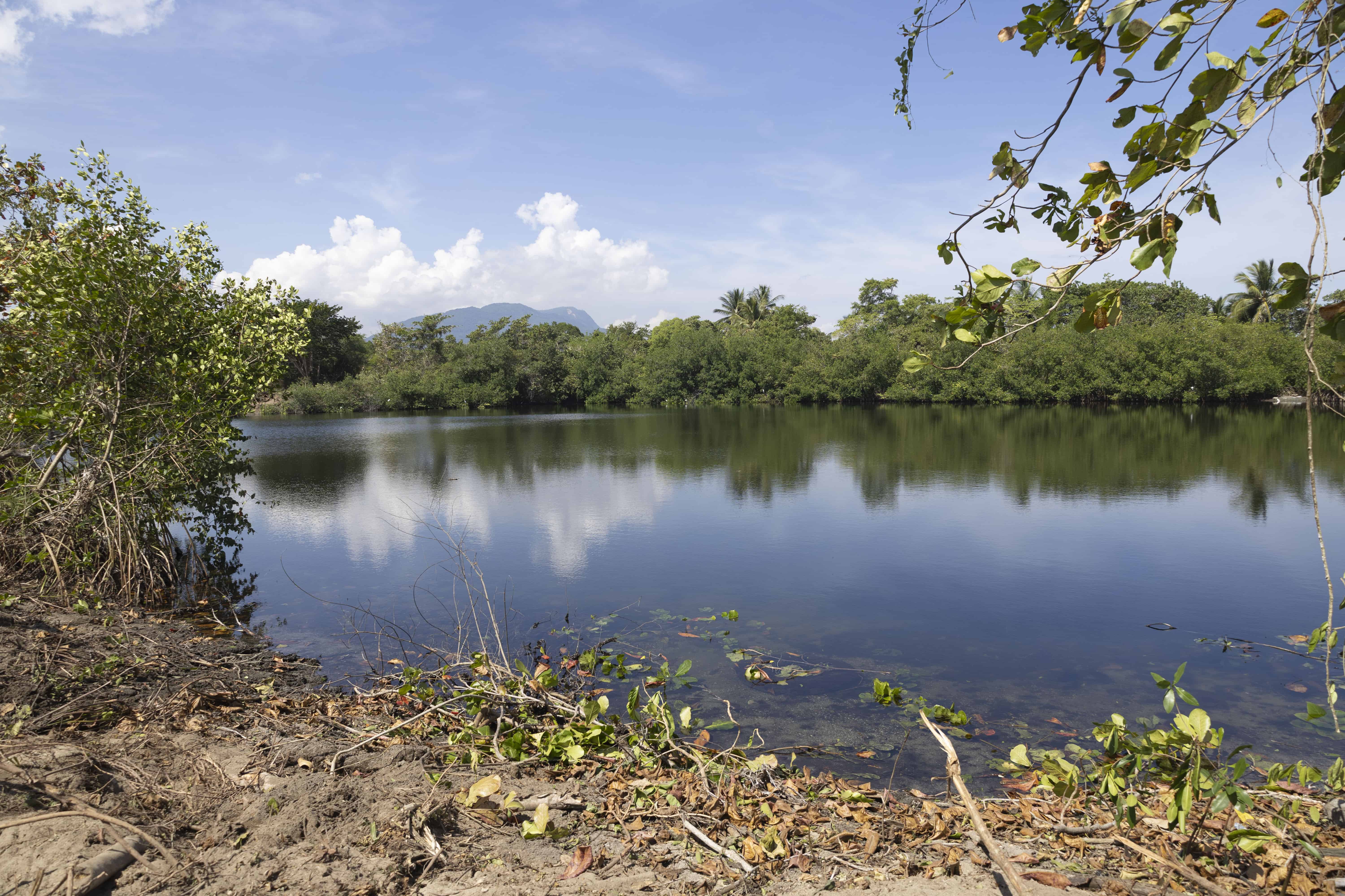 Mangles frente a una laguna dentro del proyecto turístico Punta Bergantín