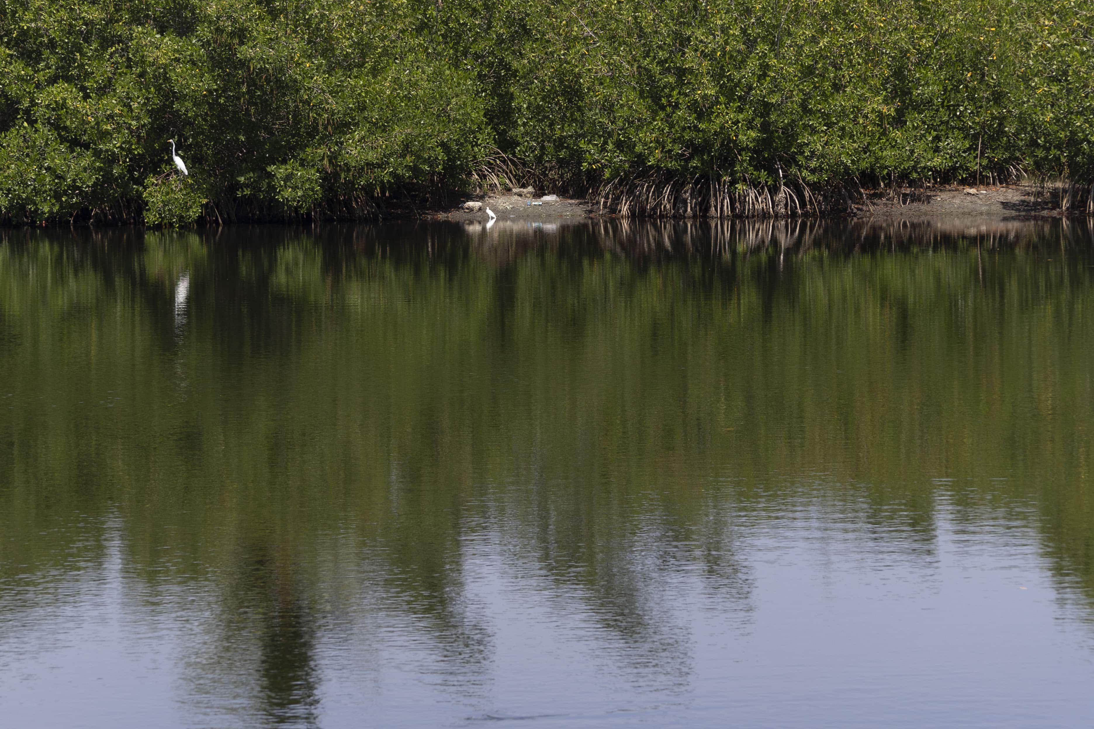 Mangles frente a una laguna dentro del proyecto turístico Punta Bergantín