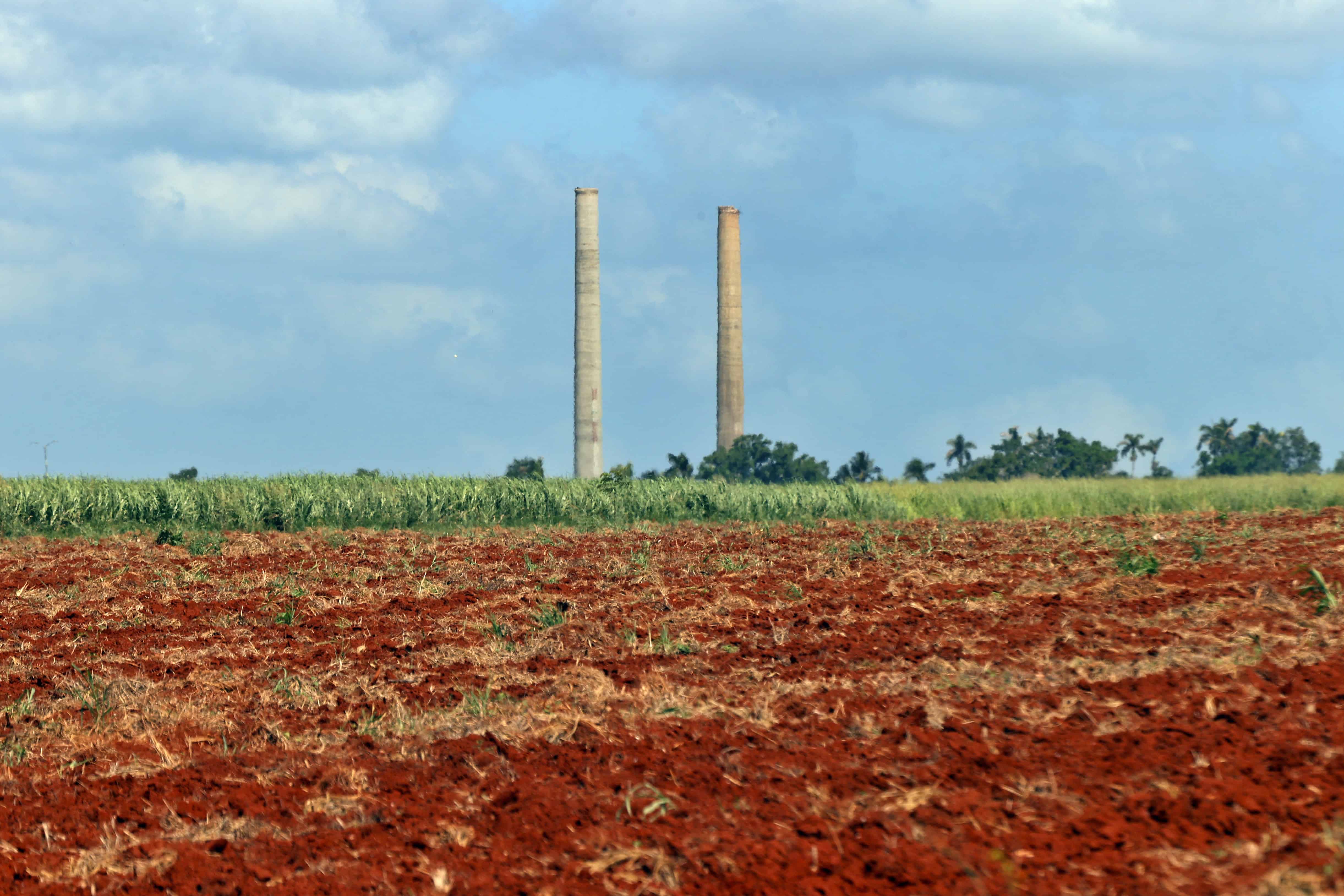 Fotografía de una plantación de caña de azúcar este miércoles, en la provincia de Artemisa (Cuba).&nbsp;