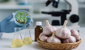 Compuestos presentes en el ajo tienen la capacidad de alargar la vida en ratones, seg&uacute;n estudio