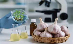 Compuestos presentes en el ajo tienen la capacidad de alargar la vida en ratones, seg&uacute;n estudio