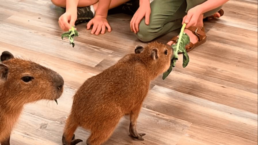El éxito de los capibaras llega a Florida: un Café Capibara para apoyar la conservación