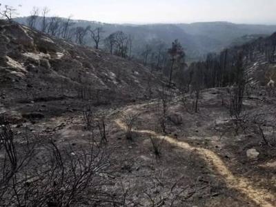 Grecia calcula costo de la "tragedia" por incendios cerca de Atenas
