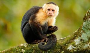 Exhibir animales silvestres en espacios públicos será castigado por la ley