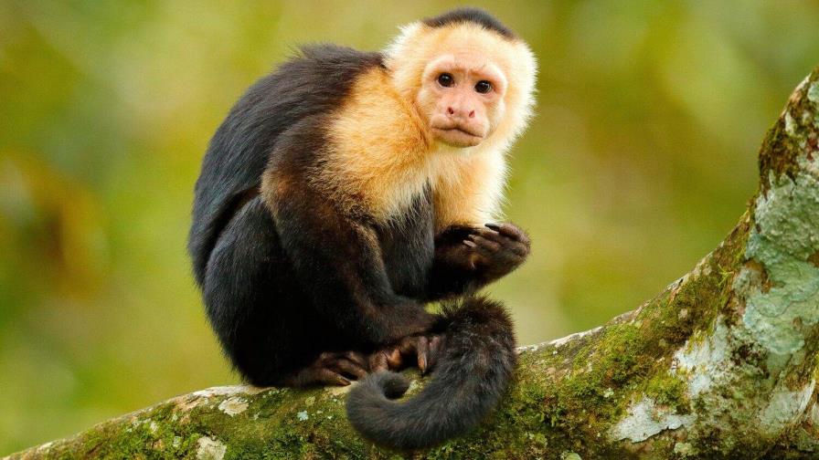 Exhibir animales silvestres en espacios públicos será castigado por la ley