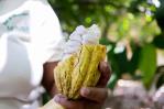 El cacao dominicano, ante una oportunidad de oro en EE. UU. tras el golpe arancelario a Brasil
