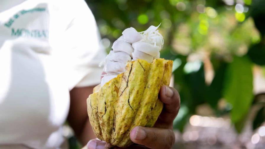 El cacao dominicano, ante una oportunidad de oro en EE. UU. tras el golpe arancelario a Brasil