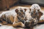 Un zoológico de Alemania sacrifica a tres cachorros de tigre abandonados por su madre Un zoológico de Alemania sacrifica a tres cachorros de tigre abandonados por su madre
