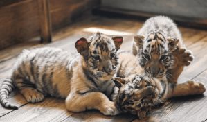 Un zoológico de Alemania sacrifica a tres cachorros de tigre abandonados por su madre