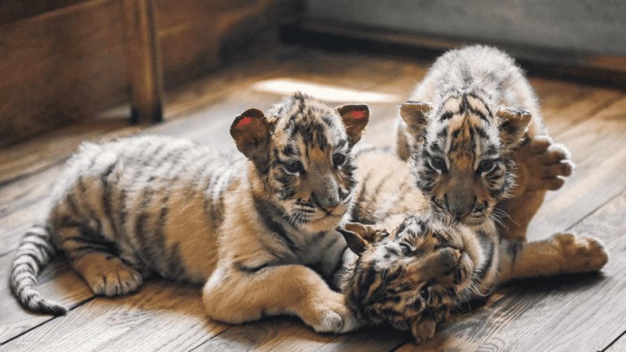 Un zoológico de Alemania sacrifica a tres cachorros de tigre abandonados por su madre