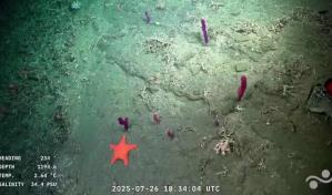 Científicos argentinos despiden streaming del fondo del mar con más de 70 mil espectadores