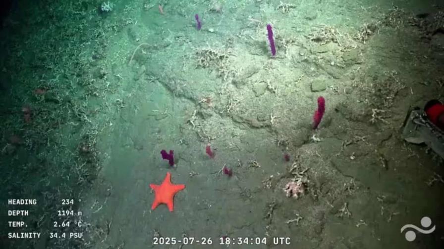 Científicos argentinos despiden streaming del fondo del mar con más de 70 mil espectadores