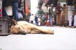 India ordena capturar decenas de miles de perros callejeros tras aumento de ataques mortales