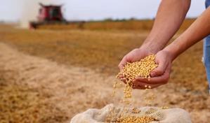 Trump pide a China que cuadruplique rápidamente la compra de soja a EE. UU.