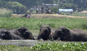India, guardiana de seis de cada diez elefantes del planeta, enfrenta pérdida en aumento