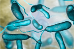 Aumentan los casos de bacteria come carne en las costas de EE. UU.: qu&eacute; es y c&oacute;mo prevenirla