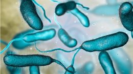 Florida registra la primera muerte de 2026 en EE. UU. por bacteria come carne en el mar Florida registra la primera muerte de 2026 en EE. UU. por bacteria come carne en el mar